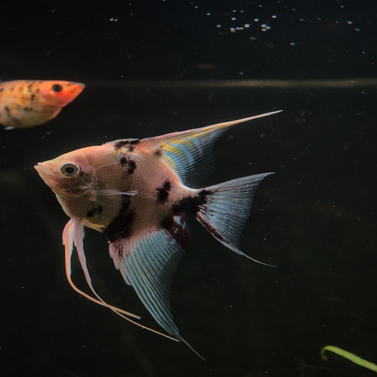 He's staring at me...